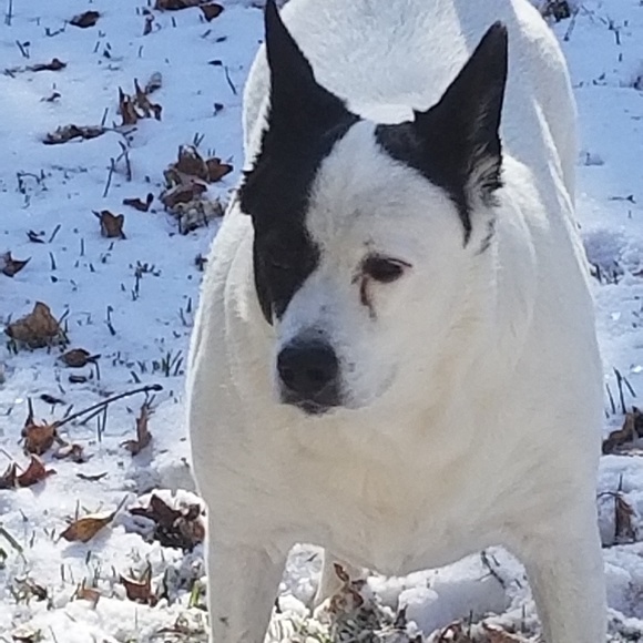 POSH AMBASSADOR - Picture 4 of 8